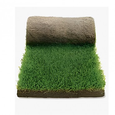 Palmeta de pasto Bermuda Híbrida en rollo